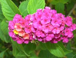 Lantana_camara_flower